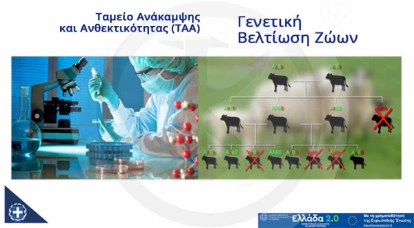 &Gamma;&epsilon;&nu;&epsilon;&tau;&iota;&kappa;ή &beta;&epsilon;&lambda;&tau;ί&omega;&sigma;&eta; &zeta;ώ&omega;&nu; - (&Tau;&Alpha;&Alpha;) &Tau;&alpha;&mu;&epsilon;ί&omicron; &Alpha;&nu;ά&kappa;&alpha;&mu;&psi;&eta;&sigmaf; &kappa;&alpha;&iota; &Alpha;&nu;&theta;&epsilon;&kappa;&tau;&iota;&kappa;ό&tau;&eta;&tau;&alpha;&sigmaf;